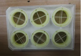 Sistema di coltura cellulare dinamica su membrana elastica a sollecitazione e deformazione uniformi