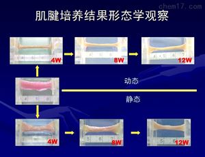 BQ-5580组织工程肌腱-腱鞘生物反应器