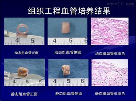 组织工程血管体外搏动生物反应器